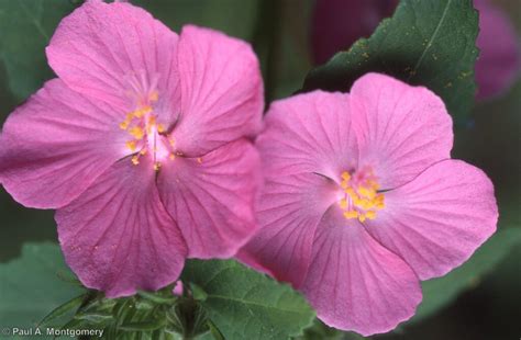 Plants Of The Month Native Plant Society Of Texas