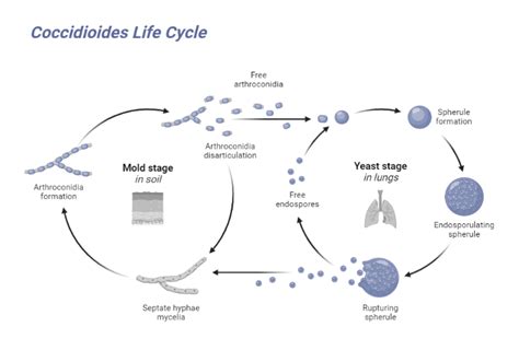 Coccidioides Life Cycle | BioRender Science Templates