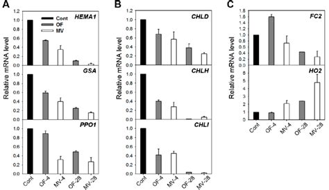 Expression Of Genes Encoding The Porphyrin Pathway Enzymes In Rice