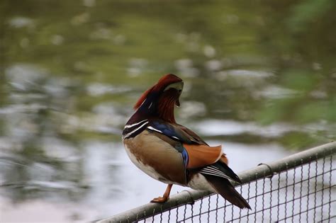 Mandarin Duck Bird Water Free Photo On Pixabay Pixabay