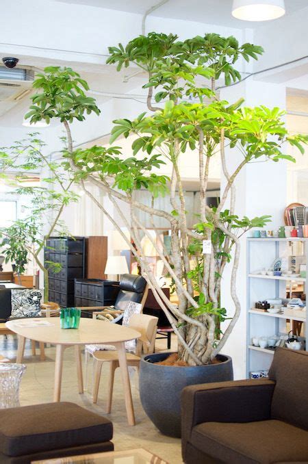 【観葉植物でカフェ風に】おしゃれを格上げするコーディネート実例10選 Hello Interior Note ノート