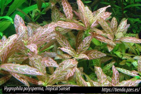 Hygrophila Polysperma Planta De Acuario Para El Neófito