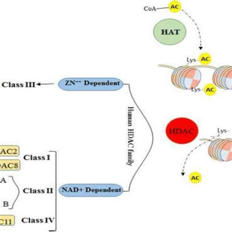 Possible mechanisms of HDAC inhibitors in cancer cells. HDAC inhibitors ...