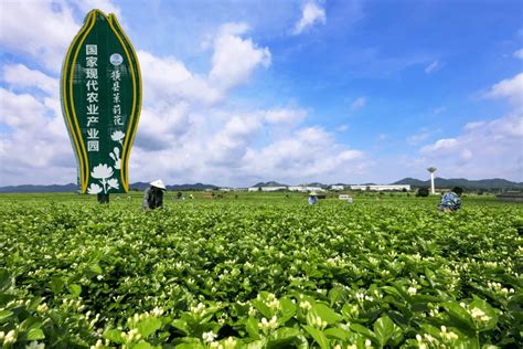 你好，横州市！横州的茉莉花将更加灿烂地在全世界盛开！ 搜狐大视野 搜狐新闻