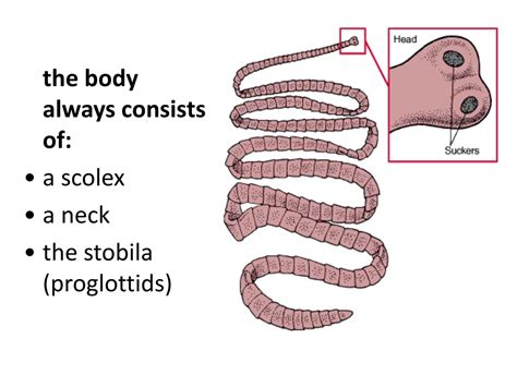 Ppt Giardia Lamblia Aka Giardia Intestinalis Or Giardia Duodenalis Powerpoint Presentation