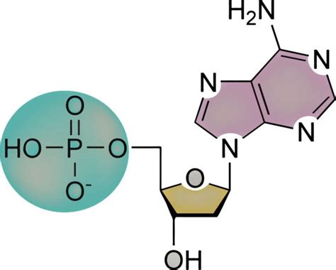 Acidi Nucleici Struttura