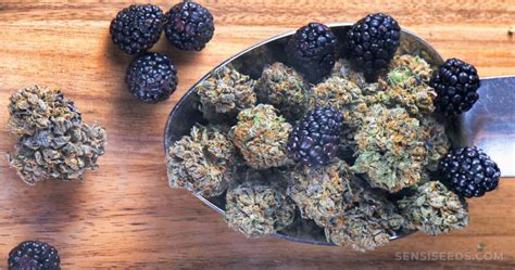 ¿qué Son Los Terpenos Y Cuáles Son Sus Usos Medicinales Sensi Seeds