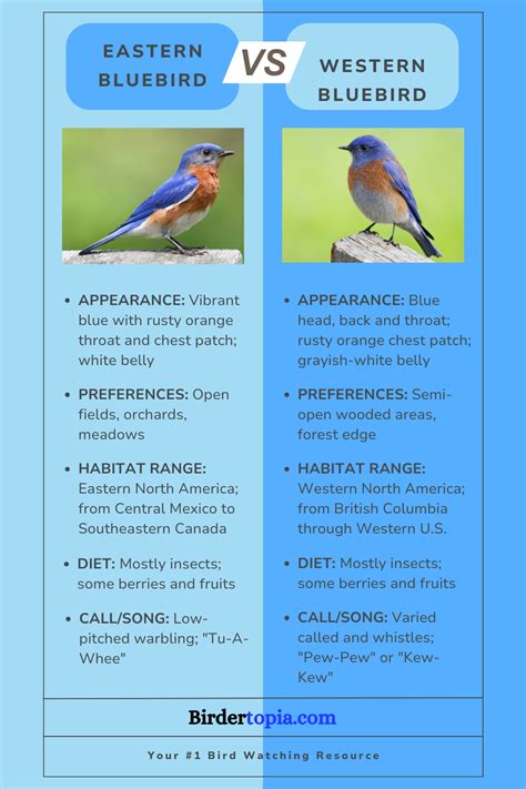 Eastern Bluebird vs Western Bluebird: Key Differences Explained