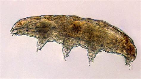 Tardigrades Species Found in Finland’s Sand Dunes | Weather.com : r/biology