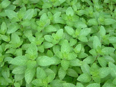 香花菜mentha Crispata 花卉图片网