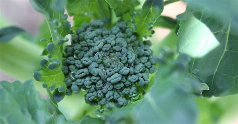 How To Grow Broccoli Seeds Storables