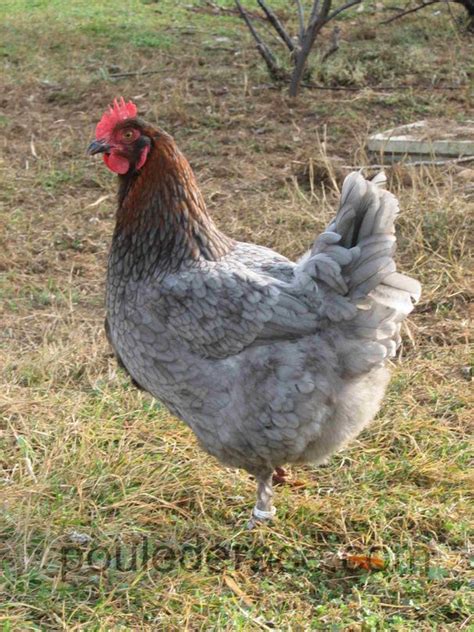 La Marans Bleu Camail Cuivr Poulets De Basse Cour Poule Basse Cour