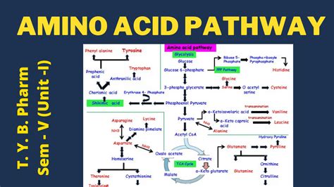 Amino Acid Pathway I Pharmacognosy And Phytochemistry T Y B Pharm