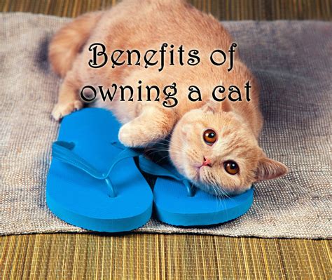 benefits of owning a wild animal 1