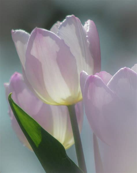 Lavender Tulips I Photograph By Joan Han Fine Art America