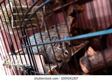 beautiful chilean squirrel cage stock photo  shutterstock