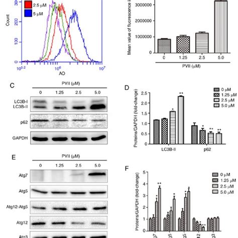 Polyphyllin Vii Promotes Autophagy In U Os Cells A And B Polyphyllin