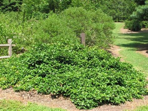 Ilex Opaca Maryland Dwarf Maryland Dwarf American Holly The Dawes