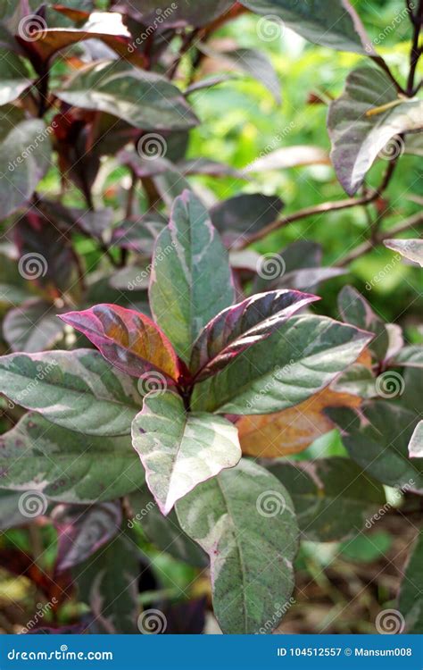 Green Pseuderanthemum Atropurpureum Plant In Nature Garden Stock Image