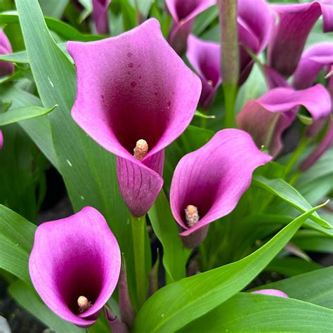 Calla Lily — Premier Color Nursery, Inc.
