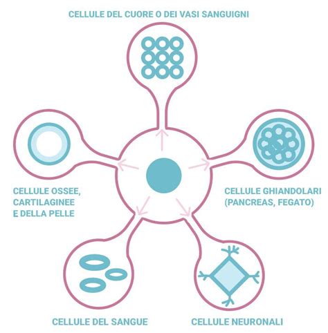 Cosa Sono Le Cellule Staminali E Dove Si Trovano