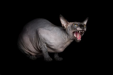 Hairless Cats — ALICIA RIUS PHOTOGRAPHY - Dog & Cat Photography - Commercial & Editorial