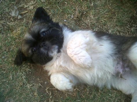 PEKINGESE MINIATURE PUPPIES (2X MALES) Johannesburg - PUPPIES FOR SALE