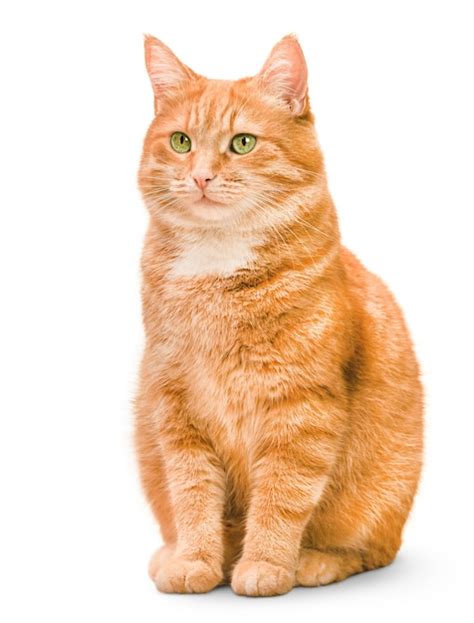 Premium Photo One Ginger Cat Sitting On Isolated White Background