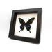 Real Large Alpine Black Swallowtail Framed Taxidermy Papilio Maackii Etsy