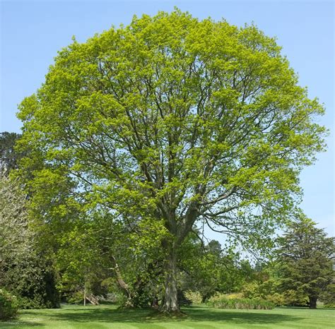 Quercus Rubra Tree