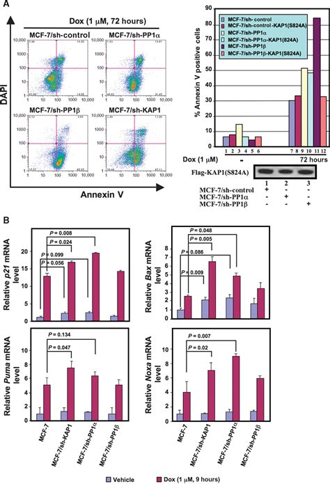 Sumoylation Of The Transcriptional Co Repressor Kap Is Regulated By