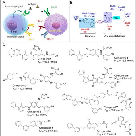 A Rorgt Signaling Pathways In Tumor Immunity Rorgt Agonists Act By