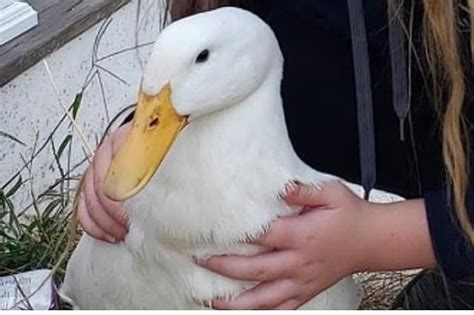 The Pleasure Of Pet Duck Ownership