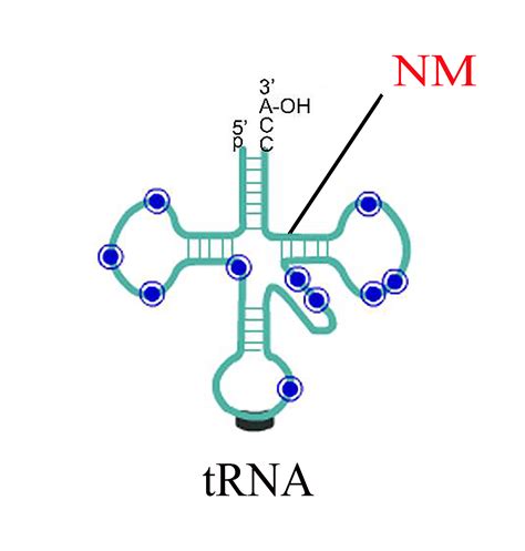 Rna甲基化测序circrna测序环状rna测序merip测序上海云序生物科技有限公司