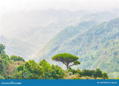 Single Mediterranean Pine Tree Growing On The Top Of The Hill