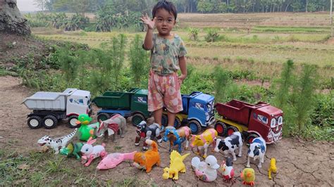 Menangkap Ayam Lucu Ayam Warna Warni Ayam Rainbow Bebek Angsa Kucing