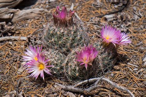 Cactus Resistentes 10 Especies De Exterior