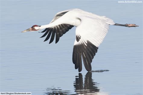 Whooping Crane Facts: America's Tallest Bird An Endangered Species