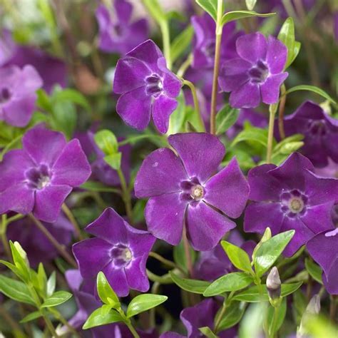 Vinca Minor Atropurpurea Voordelig Kopen Bij