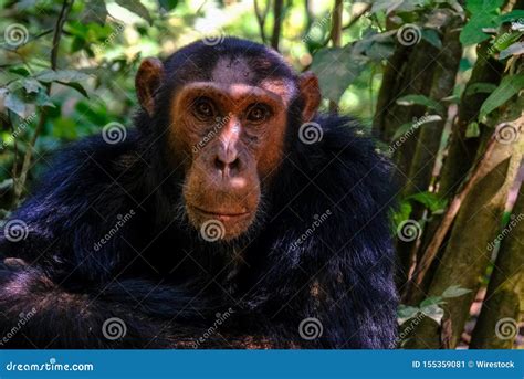 Closeup of a Chimpanzee Sitting and Looking at the Camera with Blurred ...