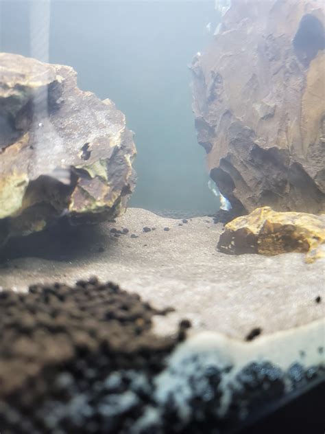 Any ideas on how to clean up my substrate? : r/Aquariums