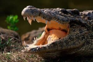 Crocodile Bite Force: How Strong Is The Jaw of a Crocodile?