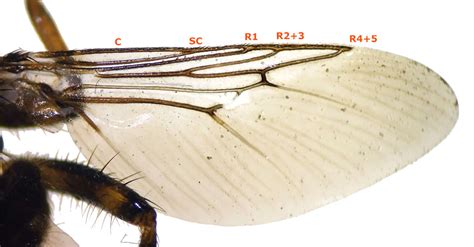 Sobre Una Hippobosca Equina Diptera Hippoboscidae Que Me Encontr