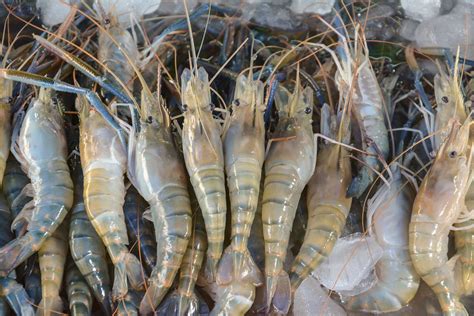 Freshwater Shrimp Farming