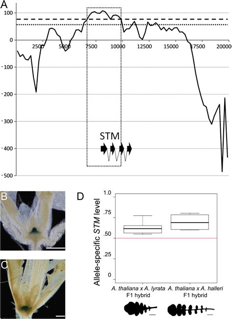 Arabidopsis Thaliana Leaf Form Evolved Via Loss Of Knox Expression In