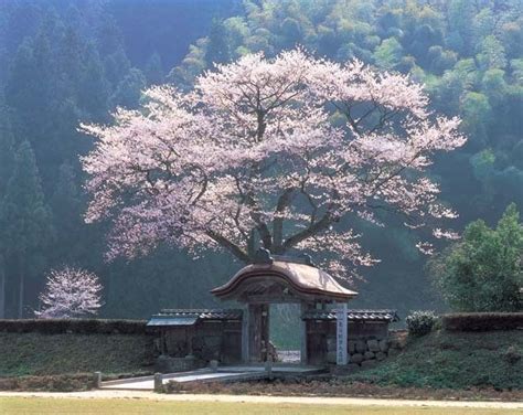 The Best Cherry Blossom Spots in Fukui, Japan