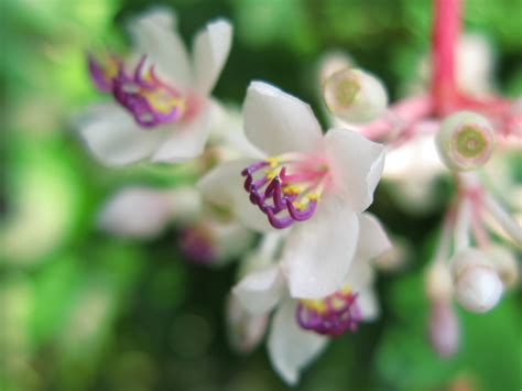 Free Images Nature Branch Blossom White Leaf Flower Petal