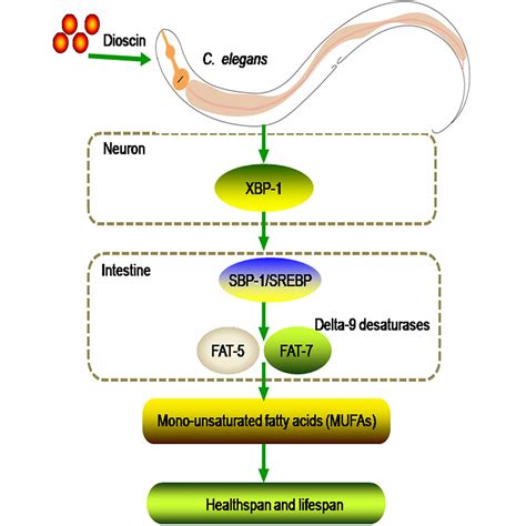 Dioscin Integrates Regulation Of Monosaturated Fatty Acid Metabolism To