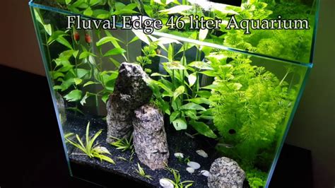 Fluval Edge 46 Liter Aquarium YouTube