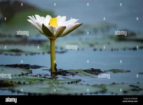 Water lily on Lake Albert, Semliki Wildlife Reserve, Uganda Stock Photo - Alamy